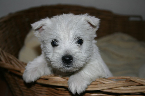 West Highland White Terrier - Cute puppy!