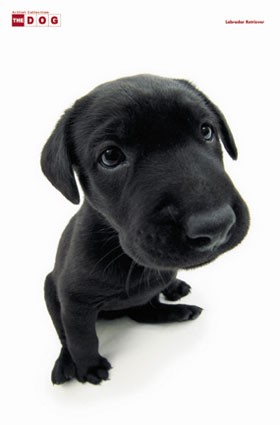 The Dog - Such a cute lab!