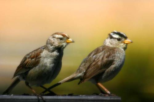 sparrows - white crowned sparrows