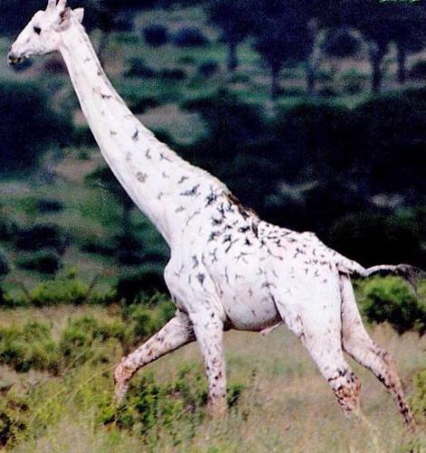 Albino Girrafe - A cool albino giraffe