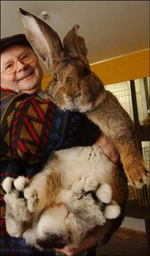 HUGE Bunny! - This is a pic of a very large bunny! He weighs 122 lbs!!