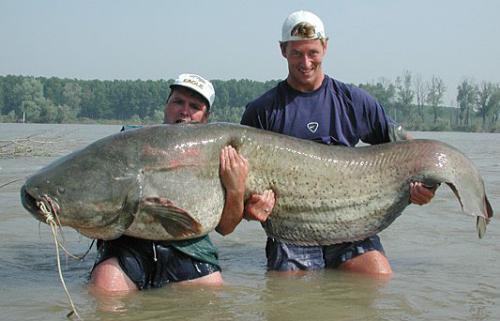 Catfish - This is a very large fish!!