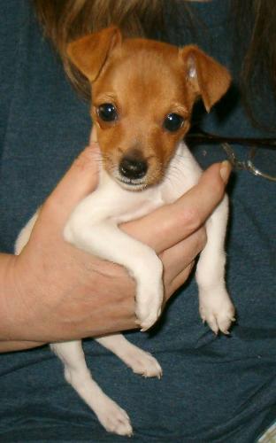 Saffron Moonbeam - This is our newest rat terrier... she answers to 'Little'... She has an older sister I call 'Grr-lee' who wears black eyeliner!