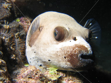 Dog Faced Puffer Fish - He does look like a dog. I think hes cute!