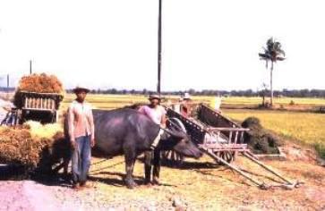 Farming - Carabao drawing sled of harvest.