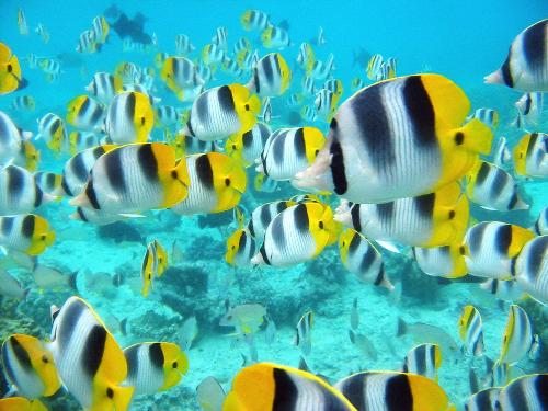 school of tropical fish - school of tropical fish seen at a sea in Tahiti..wallpaper for desktop/laptop
