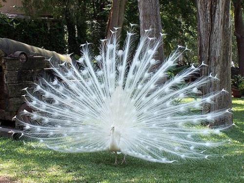 albino peacock - full view of a albino peacock