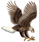 eagle - the eagle mean powe ,strength, justics, fairness