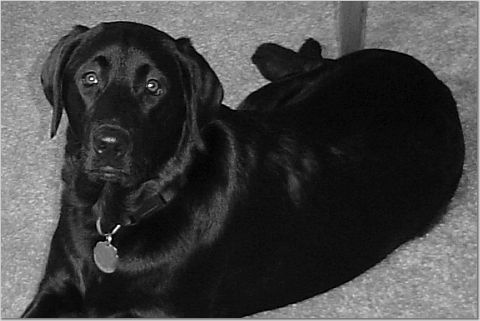 my black lab - this is my daisy lee she is the best dog ever even though she gets on my nerves at least once a day. she is my first dog and she means the world to me. before her i was so scared of dogs and now i am so comfortable with them. she is great with my kids and gets along great with most other animals.
