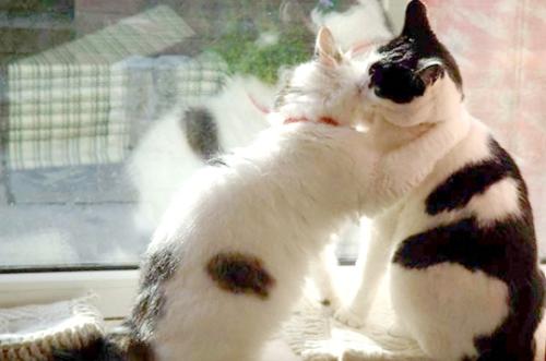 Kissing cats - Should these cats get a room?