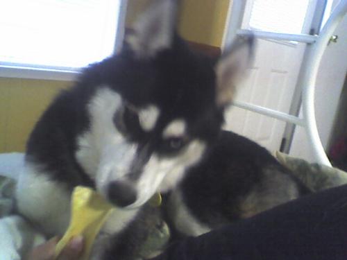 My "baby" Siberian Husky - This is a picture of my husky Riley taken during his first few days in his new home.