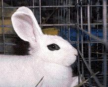 Animals - A white rabbit!!!