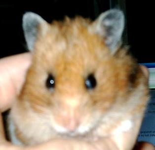 Kati - Our hamster.