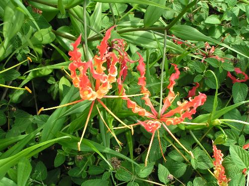 bright colored flowers - I saw these flowers in someone&#039;s yard in north central Florida. I don&#039;t know what kind they are, but I thought they were really pretty.