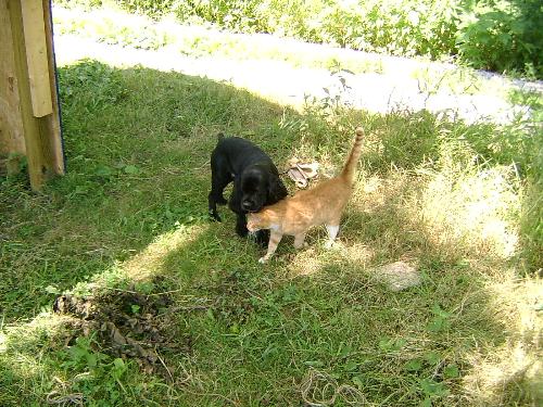 Gizmo and Sneaker - 2 of my mini darlings.