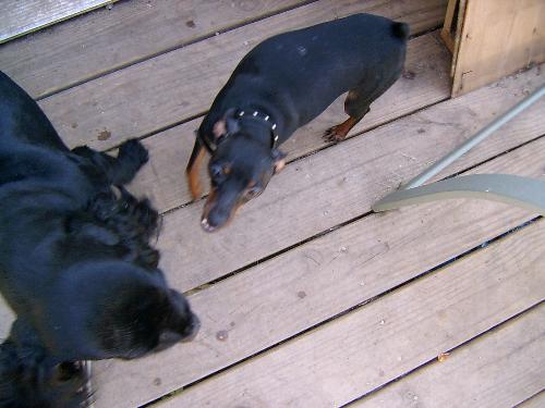 Gizmo and Mini - My cocker and my mini pin.