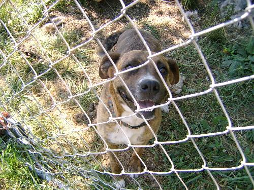 Miss Bryndal - She was a stray that was at my husband's job. He was told to call the dog pound. Instead, he brought her home. She's a good girl. She was just spayed, last month. The vet said she's probably a boxer, pit mix. She's very loving.