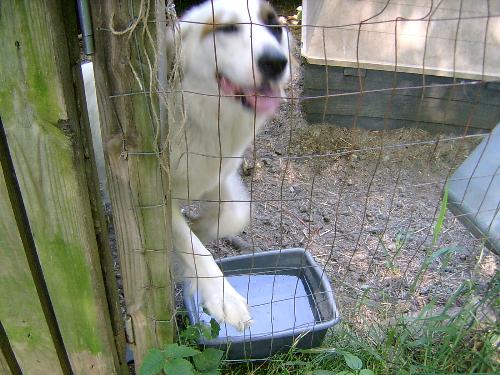 My Sugar Bear - This is Bryndal's puppy. When my husband brought Bryndal home, she was pregnant. I found all the puppies homes, but we decided to keep Sugar Bear. The vet said they are mixed with Great Pyranese. She's a big girl, bigger than her momma.