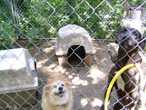 Cookie and Ebony - Cookie is 12 years old. She's my oldest dog. She's a smart girl. She climbs out of her kennel when it gets too muddy, and comes to the house. Ebony is a stray that my son's neighbor was going to shoot. I brought her home with me.