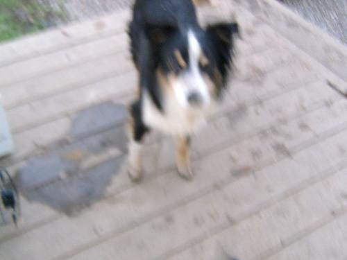 Stubby - Yep, another Stray. Somebody decided he didn't need a tail, and chopped it all the way off.