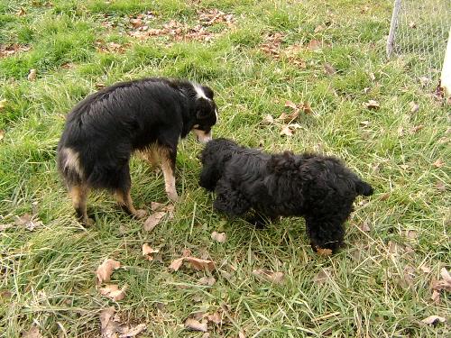 Gizmo and Stubby - Having fun, outside.