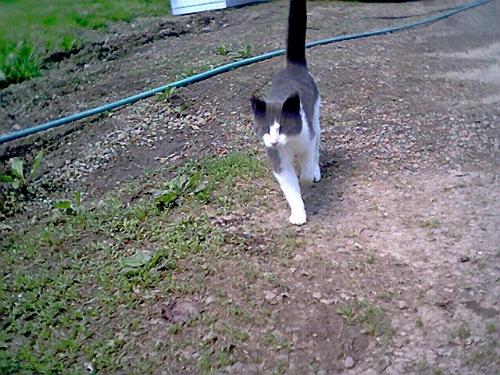 Bobbles - This was Bobbles. He came up missing, a few months ago. He was so beautiful, and so w=sweet.