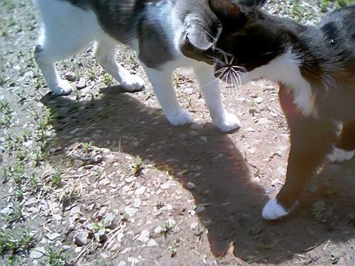 Bobbles and Boots, hugging. - My babies.