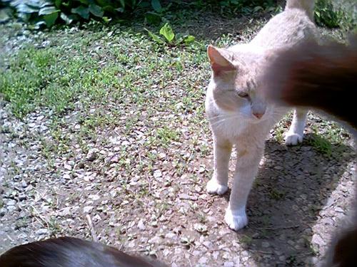 My big man, Creamy - He's adorable.