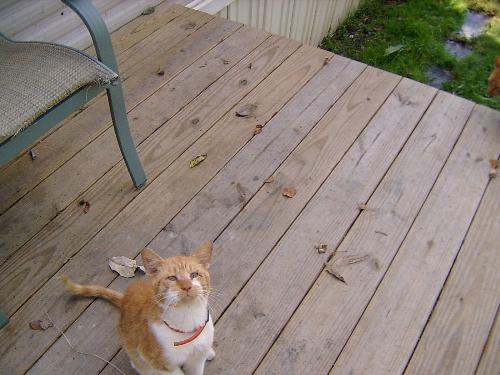 Burnsey - He died, a couple months ago. He was old, but I think he may have been bitten by a snake or something. I found him out in the yard dead. This makes me so sad.