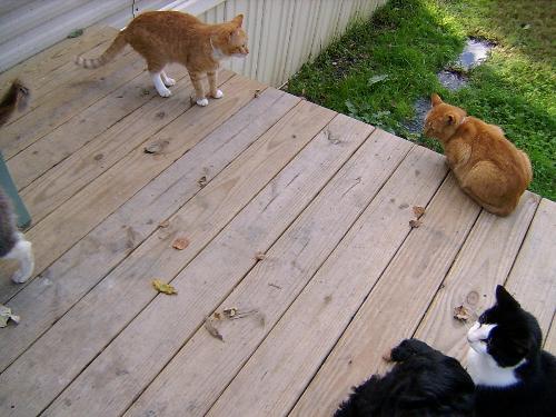 Sneaker, Buddy, and BJ - You can also see some of Gizzy's head and Fluffy's tail.