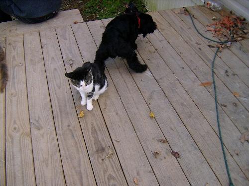 Here's Chachi and Fluffy, and Gizzy - Chachi, the black and white one, is one of my oldest. Fluffy must be shy, it's hard to get his face.