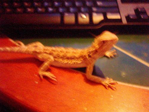 bearded dragons - this is gizmo my bearded dragon