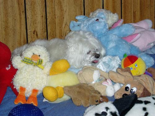 Yujm Yum - Yum Yum sleeps with her toys.