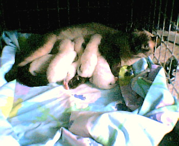 Tinkerbell and her kitties - My siamese cat after having her kittens