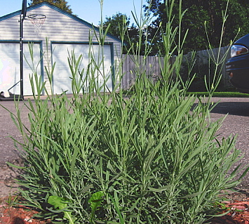Tall Lavendar - ready to bloom anyday now. Tall Lavendar - ready to bloom anyday now.
