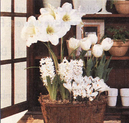 bulb arrangment - white flowers bulb arrangment - white flowers