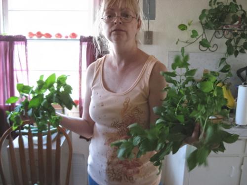Mint - The wife with our mint to dry out for tea and seasoning.
