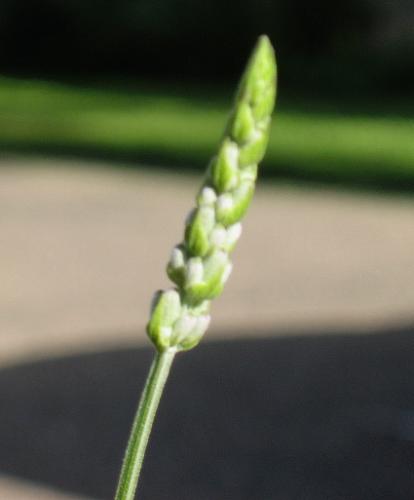 Lavendar Bud - One of the buds about to open to the lovely purple Ive waited all summer to see.