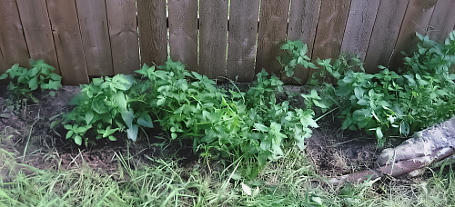 Mint - Taking over very quickly
