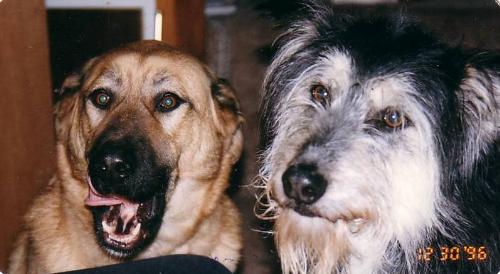 Our dogs Tasha and Meishka - This is a photo of our two dogs Tasha...a 15 year old Lab/Shepherd cross and Meishka who has since passed away. He lived to ove 14 years and was an Irish Wolfhoud/Husky cross. They are and were beautifully natured dogs and were gentle and loving towards our friends and the cats they live with.