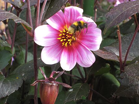 bee and dahlia - bee near pink dahlia flower