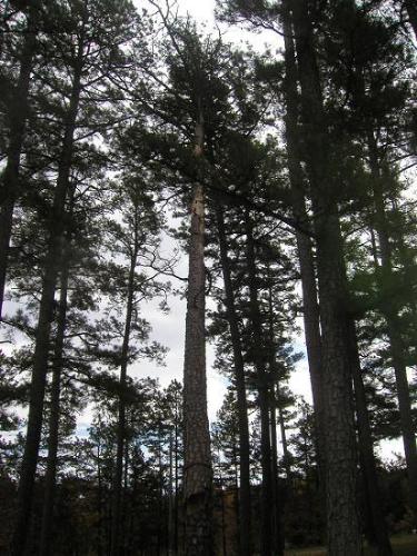 a view from my window - we live nestled back in the woods a bit, out in the country aire.