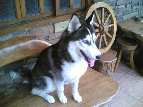 siberian husky - this is my siberian husky...
