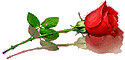 my choice - Rose