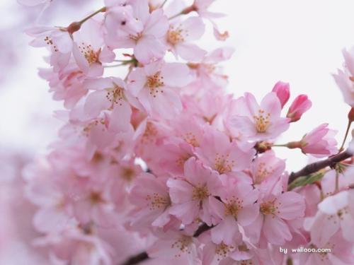 Standard Info Technologies -nature - nature photos  by designersiva photographer
