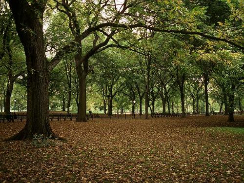 Standard Info Technologies-nature trees - natural trees  by standardtips.com