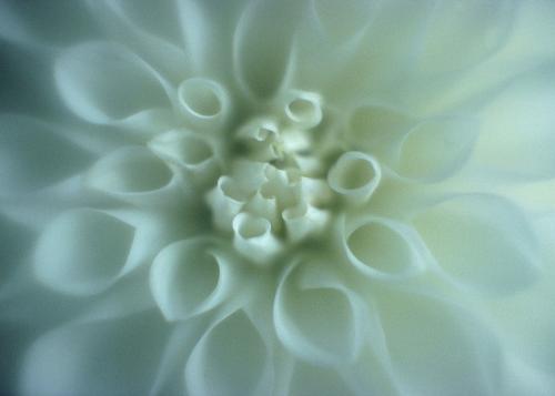Standard Info Technologies-nature flower - nature flower  by  SIT