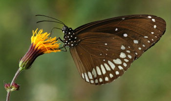 Standard Info Technologies - nature butterfly