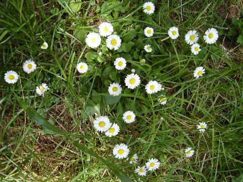 flowers - I really like how this photo looks,especially the grass.