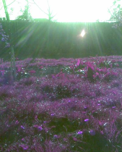 purple grass - Really like nature,especially green grass as you can see. With this pick i toyed a little with the colors.Actually there isn't anything else except grass.I say it's a good example of judging a buck by it's cover.